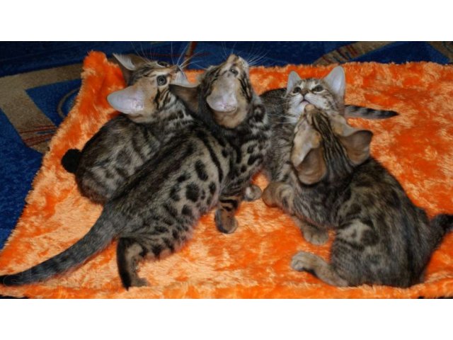 Бенгальские котята от Международного Чемпиона. в городе Кола, фото 2, Мурманская область