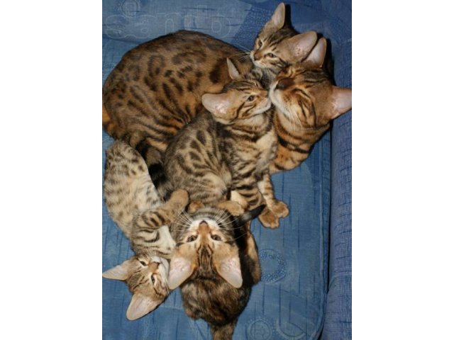 Бенгальские котята от Международного Чемпиона. в городе Кола, фото 8, Мурманская область