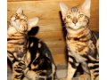 Бенгальские котята в городе Павловский Посад, фото 1, Московская область