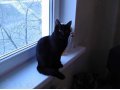 Отдам чёрную кошку в городе Чита, фото 1, Забайкальский край