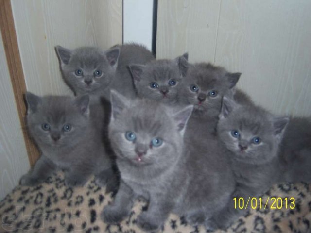 Клубные британские котята в городе Петрозаводск, фото 1, стоимость: 6 000 руб.