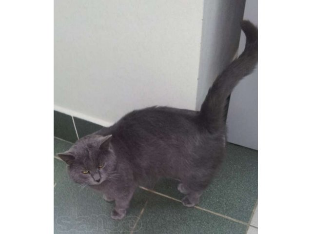 В добрые и ответственные руки в городе Йошкар-Ола, фото 1, Кошки