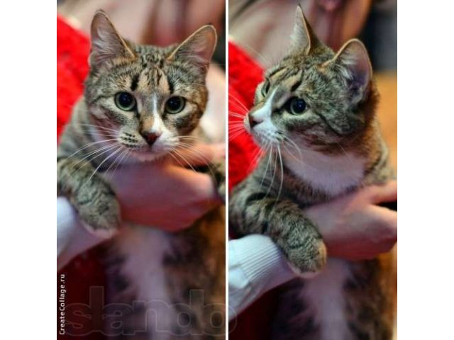 В добрые и ответственные руки! в городе Йошкар-Ола, фото 1, Кошки