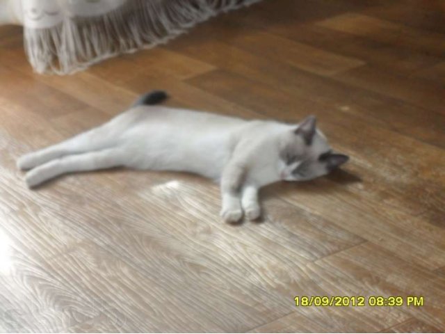 В добрые и ответственные руки! в городе Йошкар-Ола, фото 1, Марий Эл