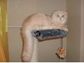 Продается шотландский котенок в городе Петрозаводск, фото 1, Карелия
