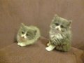 Продам шотландских длинношерстных котят. в городе Чита, фото 2, стоимость: 10 000 руб.