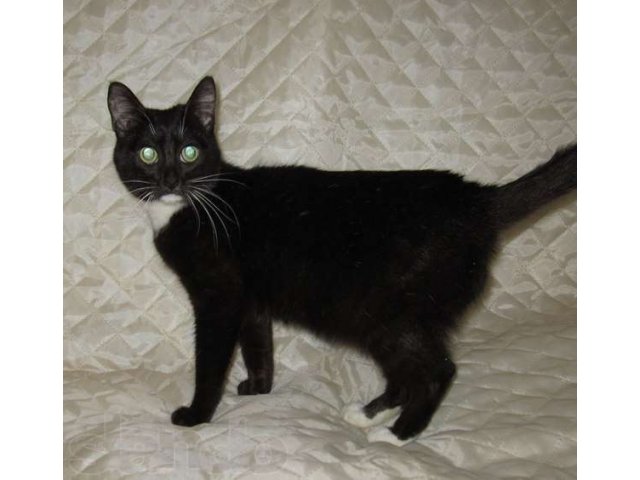 В добрые и ответственные руки в городе Йошкар-Ола, фото 2, Марий Эл