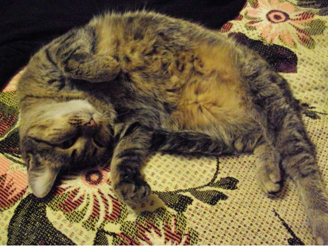 Отдам прекраснейшую очень ласковую взрослую кошку в городе Горно-Алтайск, фото 1, Кошки