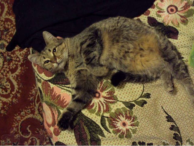 Отдам прекраснейшую очень ласковую взрослую кошку в городе Горно-Алтайск, фото 2, Алтай