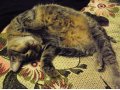 Отдам прекраснейшую очень ласковую взрослую кошку в городе Горно-Алтайск, фото 1, Алтай