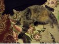 Отдам прекраснейшую очень ласковую взрослую кошку в городе Горно-Алтайск, фото 2, стоимость: 0 руб.