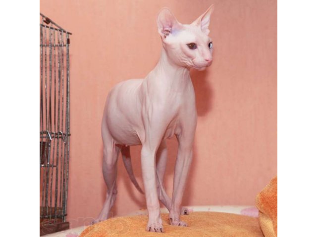 Продается котенок сфинкс в городе Альметьевск, фото 3, Кошки