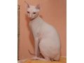 Продается котенок сфинкс в городе Альметьевск, фото 2, стоимость: 7 000 руб.