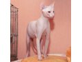 Продается котенок сфинкс в городе Альметьевск, фото 3, Кошки