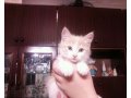 Отдам котика в добрые руки! в городе Агрыз, фото 1, Татарстан
