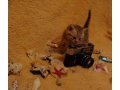 Продам котенка-девочку Шотландской породы (Скоттиш Страйт) в городе Чита, фото 1, Забайкальский край