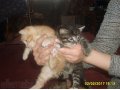 2 котика ищут новый дом в городе Уяр, фото 1, Красноярский край