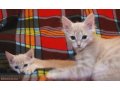 две рыжие котенка-девочки в городе Киров, фото 1, Кировская область