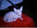 Продам молодого котика породы канадский сфинкс в городе Кострома, фото 1, Костромская область