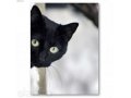 Даром шикарный черный кот в городе Киров, фото 1, Кировская область