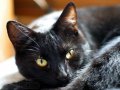 Отдадим  черную кошку-красавицу в городе Киров, фото 1, Кировская область