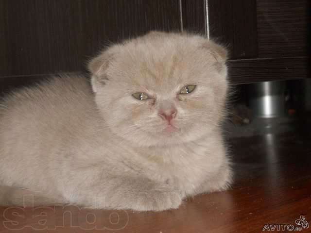 Продается котенок. в городе Ставрополь, фото 1, Кошки
