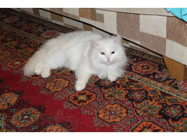 Отдам сибирского котенка в городе Подольск, фото 1, Кошки