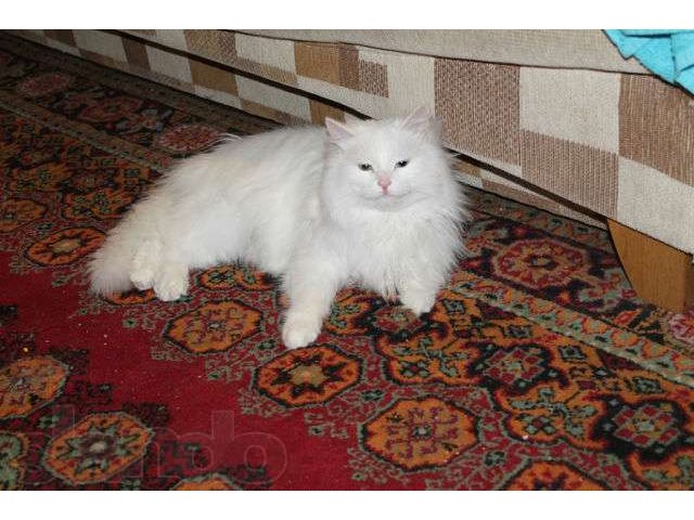 Отдам сибирского котенка в городе Подольск, фото 2, Московская область