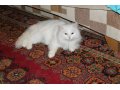 Отдам сибирского котенка в городе Подольск, фото 1, Московская область