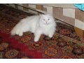 Отдам сибирского котенка в городе Подольск, фото 2, стоимость: 0 руб.
