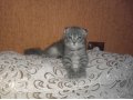 Продам вислоухого котенка!!! в городе Сургут, фото 1, Ханты-Мансийский автономный округ