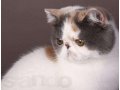 продается экзотическая короткошерстная кошка в городе Тихорецк, фото 1, Краснодарский край