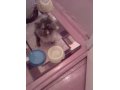 СРОЧНО отдам персидскую кошку (девочка) в городе Архангельск, фото 1, Архангельская область