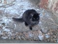 Кот ищет дом! в городе Чита, фото 1, Забайкальский край
