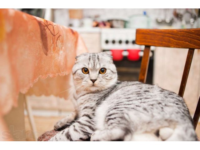 Срочно кот для вязки в городе Сургут, фото 1, стоимость: 0 руб.