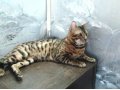 Продается котик Бенгальской породы! в городе Подольск, фото 1, Московская область