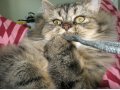 хочу познакомить персидского кота Платона с интересной кошечкой! в городе Курск, фото 1, Курская область
