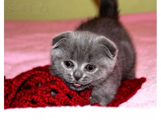 Плюшевая радость в городе Электросталь, фото 4, стоимость: 8 000 руб.