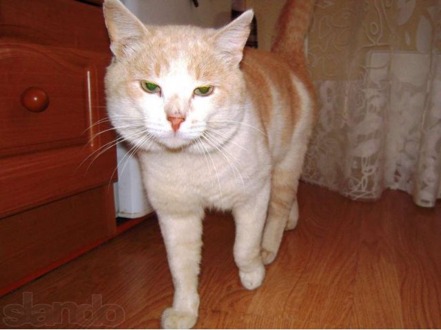 КОТЯРА- БОГАТЫРЬ ищет дом. Кому не хватает рыжего чуда для счастья? в городе Дмитров, фото 5, Московская область