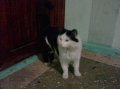 найден кот белый с чёрным пушистый в городе Сургут, фото 1, Ханты-Мансийский автономный округ