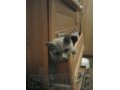 Котик ищет новый дом в городе Рязань, фото 2, стоимость: 5 000 руб.