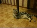 Котик ищет кошечку в городе Кострома, фото 1, Костромская область