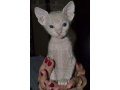 продаем очаровательных котят донского сфинкса в городе Северодвинск, фото 3, Кошки