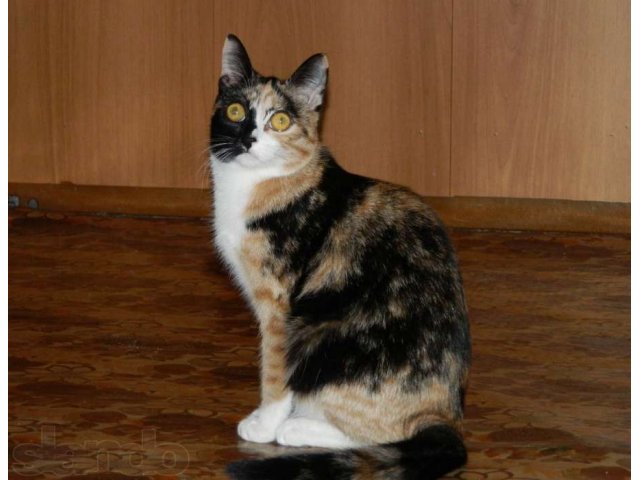 Кошка в городе Сургут, фото 1, стоимость: 0 руб.