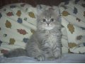 продам шотландского котенка в городе Архангельск, фото 1, Архангельская область