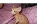 Предлагается к продаже котёнок донского сфинкса - рыжий в городе Кызыл, фото 1, Тыва