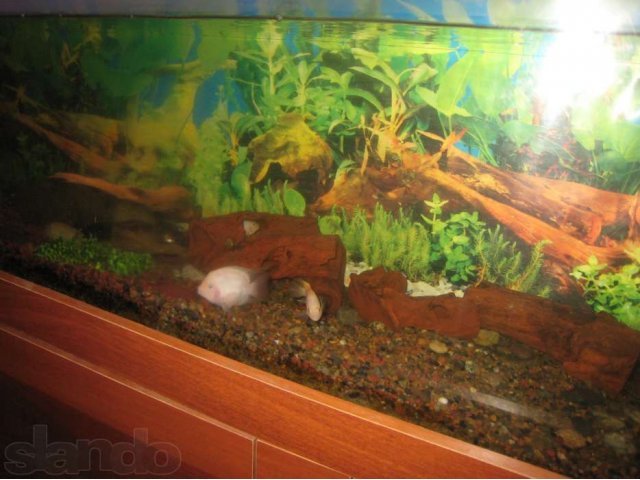 Продам аквариум в городе Барнаул, фото 1, Аквариумные рыбки