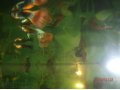 Гуппи. в городе Москва, фото 5, стоимость: 12 руб.