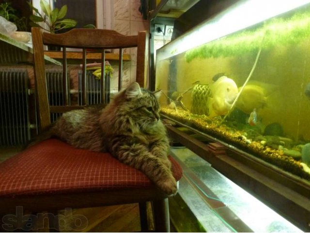 рыбки аквариумные в городе Старый Оскол, фото 1, стоимость: 40 руб.