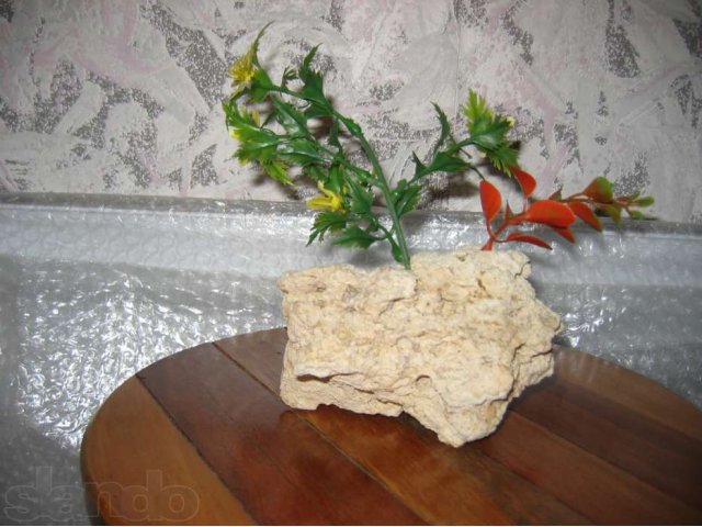 Натуральные камни и ракушки  для аквариума в городе Санкт-Петербург, фото 6, стоимость: 150 руб.